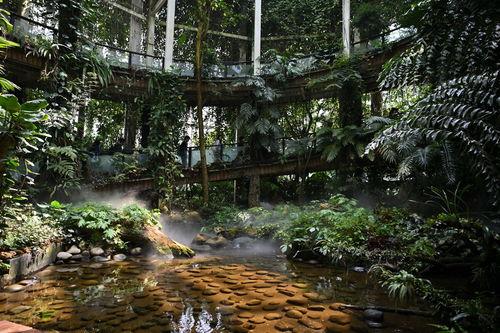 昆明植物园爆料视频大全,探秘植物王国奇观  第2张